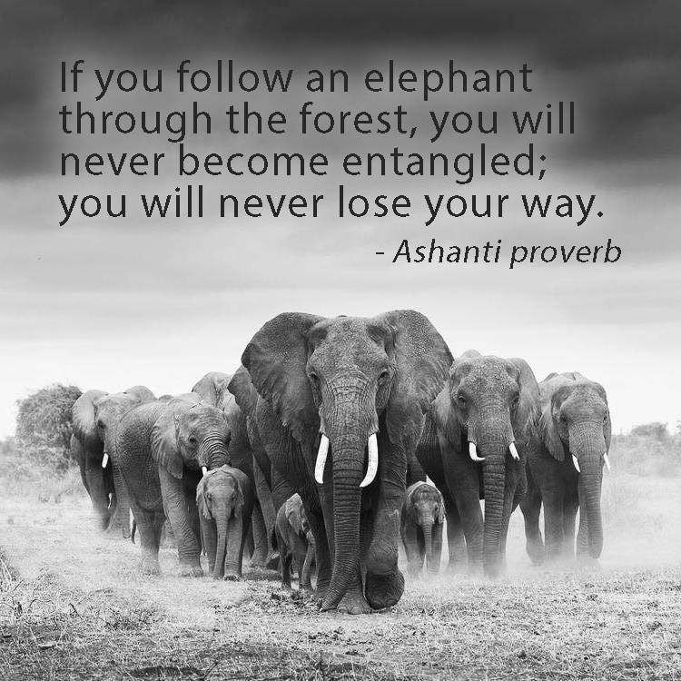 Elephant Leadership