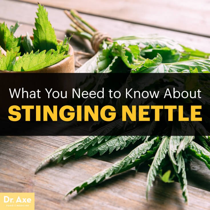 Stinging Nettle extract